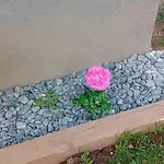 Art In Rose * 卢布尔雅那