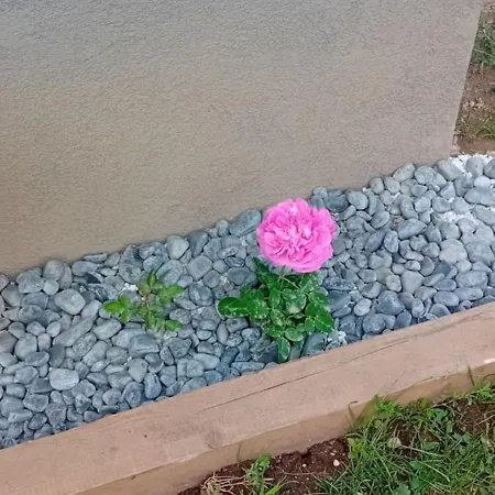 Art In Greeny Rose * Ljubljana