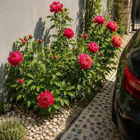 Art In Greeny Rose Nastanitev v družini Ljubljana