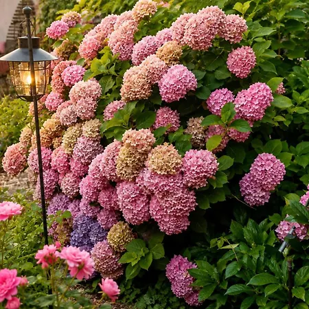 Art In Greeny Rose