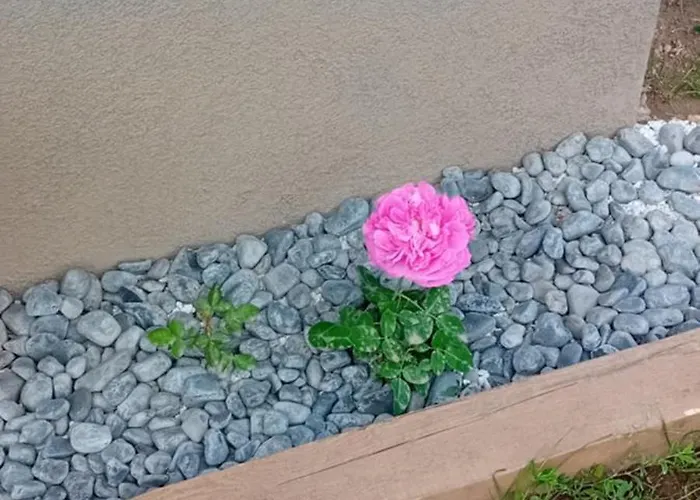 Art In Rose * ليوبليانا